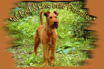 irish terrier in the woodland