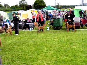 4 month old puppy wont stop biting