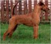 Photo du Chien Photo du Chien