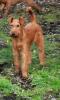 Photo du Chien Photo du Chien