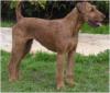 Photo du Chien Photo du Chien