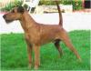 Photo du Chien Photo du Chien