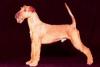 Photo du Chien Photo du Chien